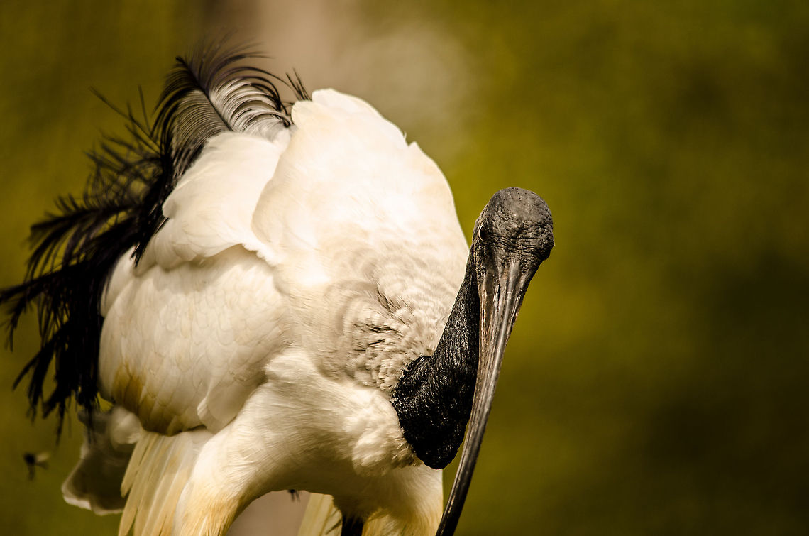 African Sacred Ibis frontal closeup  African Sacred Ibis,Beekse Bergen,Geotagged,The Netherlands,Threskiornis aethiopicus