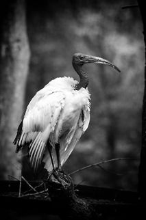 African Sacred Ibis portrait  African Sacred Ibis,Beekse bergen,Geotagged,The Netherlands,Threskiornis aethiopicus,black and white