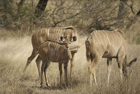 Nyala family A family of nyalas, two mothers and a baby. Artiodactyla,Kruger,Mammals,Nyala,Nyala angasii