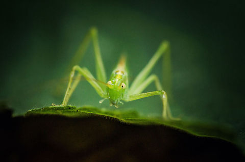 Great Green Bush-Cricket Discovered in our garden when we were cutting some overgrown bushes. Great Green Bush-Cricket,Heesch,Macro,Tettigonia viridissima