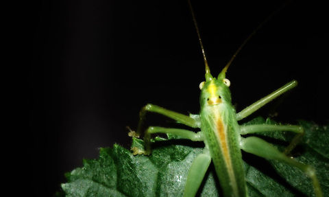 Great Green Bush-Cricket closeup  Great Green Bush-Cricket,Heesch,Macro,Tettigonia viridissima