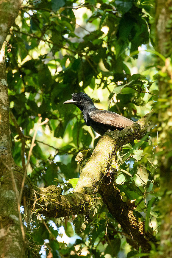 Amazonian umbrellabird perched, Inírida, Colombia  Amazonian umbrellabird,Cephalopterus ornatus,Colombia,Guainía,Inírida,South America,World
