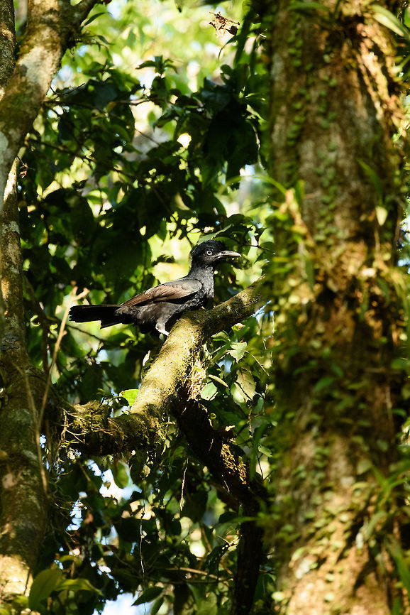 Amazonian umbrellabird perched - II, Inírida, Colombia  Amazonian umbrellabird,Cephalopterus ornatus,Colombia,Fall,Geotagged,Guainía,Inírida,South America,World