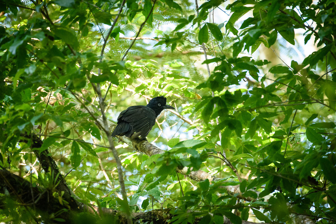 Amazonian umbrellabird perched - III, Inírida, Colombia  Amazonian umbrellabird,Cephalopterus ornatus,Colombia,Fall,Geotagged,Guainía,Inírida,South America,World