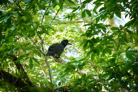 Amazonian umbrellabird perched - III, Inírida, Colombia  Amazonian umbrellabird,Cephalopterus ornatus,Colombia,Fall,Geotagged,Guainía,Inírida,South America,World