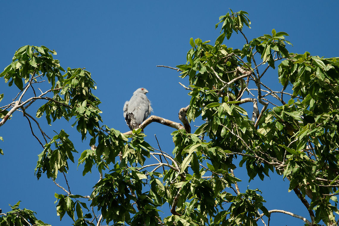 Plumbeous kite, Inírida, Colombia  Colombia,Fall,Geotagged,Guainía,Ictinia plumbea,Inírida,Plumbeous kite,South America,World
