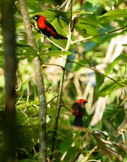 Masked Crimson Tanager, Inírida, Colombia Bit of a weird crop, but it shows both the male and the female, which look quite similar. Colombia,Fall,Geotagged,Guainía,Inírida,Masked crimson tanager,Ramphocelus nigrogularis,South America,World