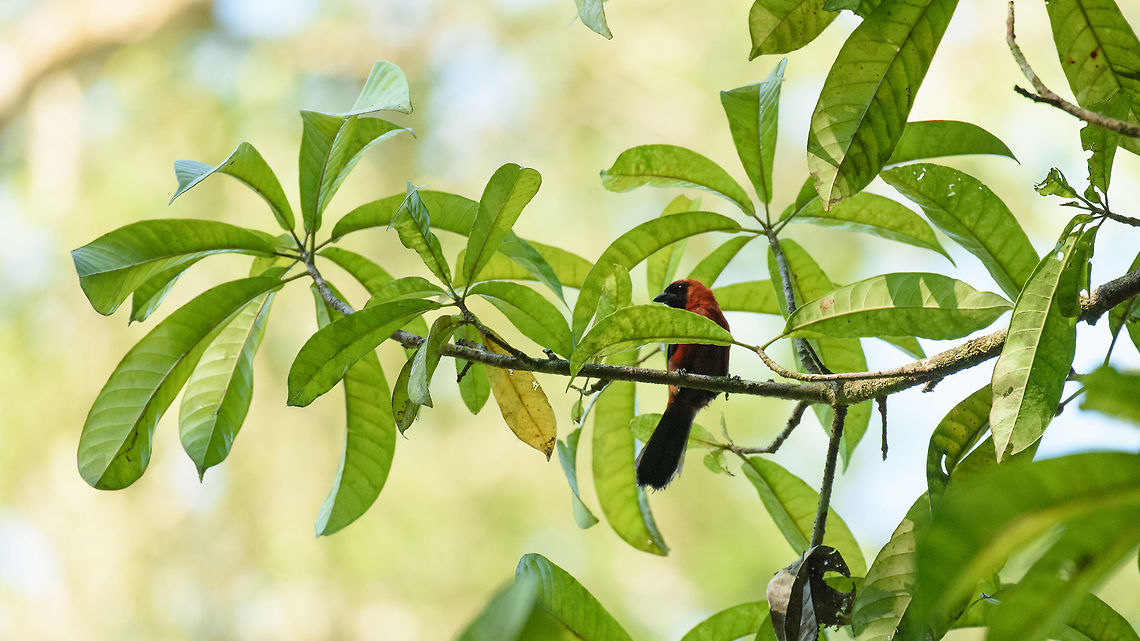 Masked Crimson Tanager - wide, In&iacute;rida, Colombia  Colombia,Fall,Geotagged,Guain&iacute;a,In&iacute;rida,Masked crimson tanager,Ramphocelus nigrogularis,South America,World