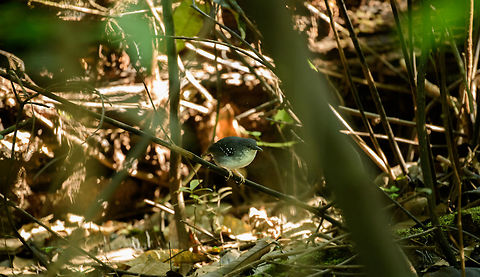 Silvered antbird - male, In&iacute;rida, Colombia Intentionally not cropping this to show the habitat of this antbird, which is a major pain to photograph. They're always in the shrubs, which makes it quite dark for photography, always on low twigs with lots of things obscuring it. Female nearby:
https://www.jungledragon.com/image/52588/silvered_antbird_-_female_-_ii_inrida_colombia.html Colombia,Guain&iacute;a,In&iacute;rida,Sclateria naevia,Silvered antbird,South America,World