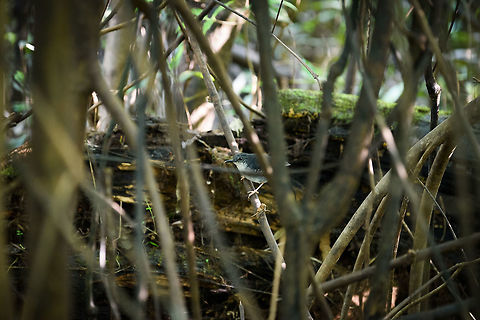 Silvered antbird - male - II, In&iacute;rida, Colombia Female nearby:
https://www.jungledragon.com/image/52588/silvered_antbird_-_female_-_ii_inrida_colombia.html Colombia,Fall,Geotagged,Guain&iacute;a,In&iacute;rida,Sclateria naevia,Silvered antbird,South America,World