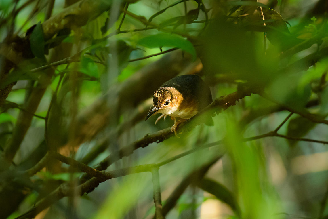 Silvered antbird - female, Inírida, Colombia Male:<br />
<figure class="photo"><a href="https://www.jungledragon.com/image/52585/silvered_antbird_-_male_inrida_colombia.html" title="Silvered antbird - male, In&iacute;rida, Colombia"><img src="https://s3.amazonaws.com/media.jungledragon.com/images/2/52585_thumb.jpg?AWSAccessKeyId=05GMT0V3GWVNE7GGM1R2&Expires=1759968010&Signature=jgIsALlKKNtuaa9TuAtmoZz7GOo%3D" width="200" height="116" alt="Silvered antbird - male, In&iacute;rida, Colombia Intentionally not cropping this to show the habitat of this antbird, which is a major pain to photograph. They&#039;re always in the shrubs, which makes it quite dark for photography, always on low twigs with lots of things obscuring it. Female nearby:<br />
https://www.jungledragon.com/image/52588/silvered_antbird_-_female_-_ii_inrida_colombia.html Colombia,Guain&iacute;a,In&iacute;rida,Sclateria naevia,Silvered antbird,South America,World" /></a></figure> Colombia,Fall,Geotagged,Guainía,Inírida,Sclateria naevia,Silvered antbird,South America,World