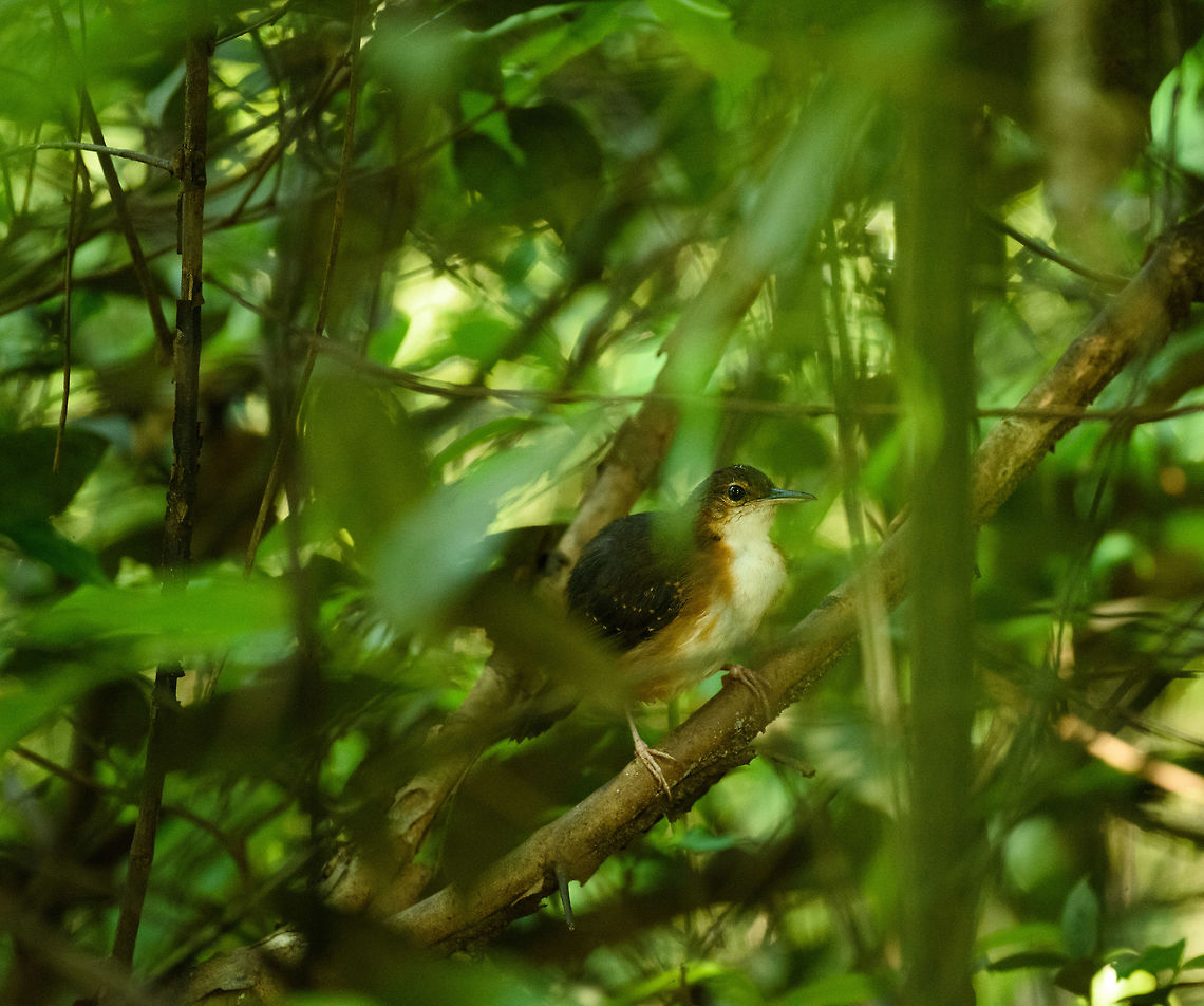 Silvered antbird - female - II, Inírida, Colombia Male:<br />
<figure class="photo"><a href="https://www.jungledragon.com/image/52585/silvered_antbird_-_male_inrida_colombia.html" title="Silvered antbird - male, In&iacute;rida, Colombia"><img src="https://s3.amazonaws.com/media.jungledragon.com/images/2/52585_thumb.jpg?AWSAccessKeyId=05GMT0V3GWVNE7GGM1R2&Expires=1759968010&Signature=jgIsALlKKNtuaa9TuAtmoZz7GOo%3D" width="200" height="116" alt="Silvered antbird - male, In&iacute;rida, Colombia Intentionally not cropping this to show the habitat of this antbird, which is a major pain to photograph. They&#039;re always in the shrubs, which makes it quite dark for photography, always on low twigs with lots of things obscuring it. Female nearby:<br />
https://www.jungledragon.com/image/52588/silvered_antbird_-_female_-_ii_inrida_colombia.html Colombia,Guain&iacute;a,In&iacute;rida,Sclateria naevia,Silvered antbird,South America,World" /></a></figure> Colombia,Fall,Geotagged,Guainía,Inírida,Sclateria naevia,Silvered antbird,South America,World