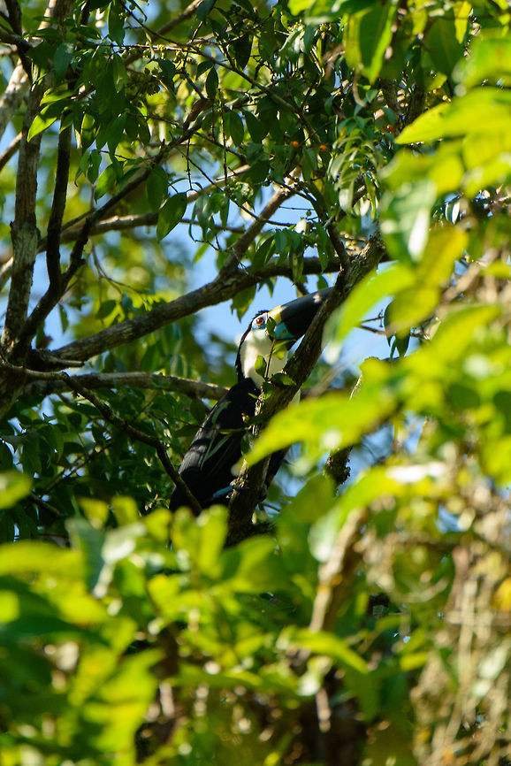 White-throated Toucan, Inírida, Colombia  Colombia,Guainía,Inírida,Ramphastos tucanus,South America,White-throated Toucan,World