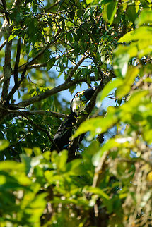 White-throated Toucan, Inírida, Colombia  Colombia,Guainía,Inírida,Ramphastos tucanus,South America,White-throated Toucan,World