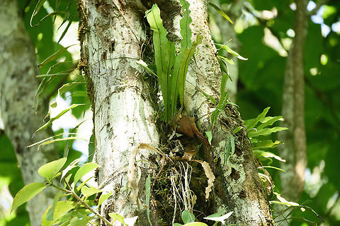 Buff-throated woodcreeper, In&iacute;rida, Colombia  Buff-throated woodcreeper,Colombia,Fall,Geotagged,Guain&iacute;a,In&iacute;rida,South America,World,Xiphorhynchus guttatus
