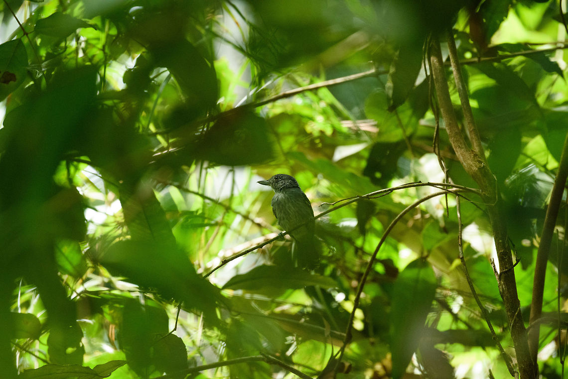Northern slaty antshrike, In&iacute;rida, Colombia Quite obscured, which makes it hard to identify. Our guide thinks this is the Northern slaty antshrike, but it's possible that it is a Amazonian Antshrike instead. Going with my guide's intuition for now. Colombia,Fall,Geotagged,Guain&iacute;a,In&iacute;rida,Northern slaty antshrike,South America,Thamnophilus punctatus,World