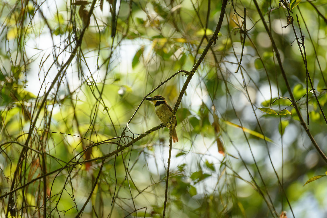 Chestnut-capped puffbird, Inírida, Colombia  Bucco macrodactylus,Chestnut-capped puffbird,Colombia,Fall,Geotagged,Guainía,Inírida,South America,World