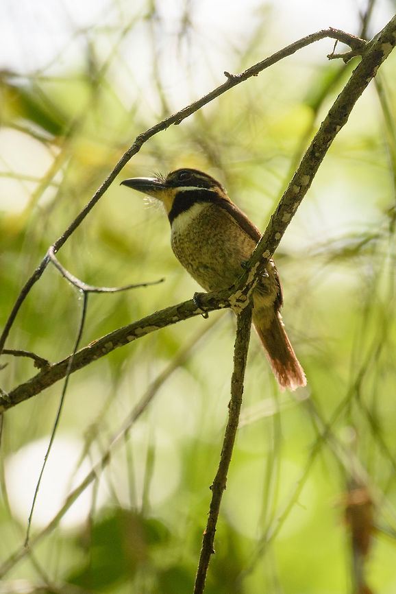 Chestnut-capped puffbird - closeup, Inírida, Colombia  Bucco macrodactylus,Chestnut-capped puffbird,Colombia,Fall,Geotagged,Guainía,Inírida,South America,World