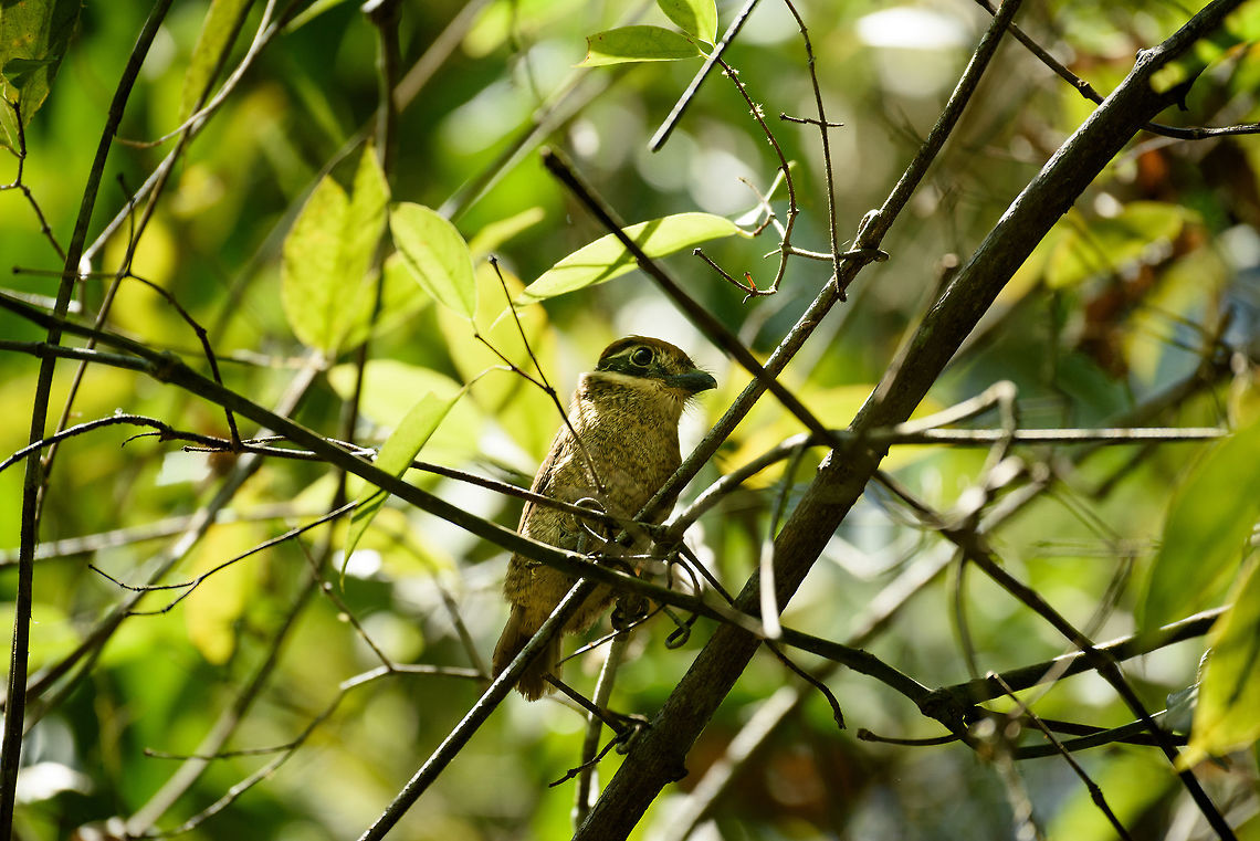 Chestnut-capped puffbird - closeup II, Inírida, Colombia  Bucco macrodactylus,Chestnut-capped puffbird,Colombia,Fall,Geotagged,Guainía,Inírida,South America,World