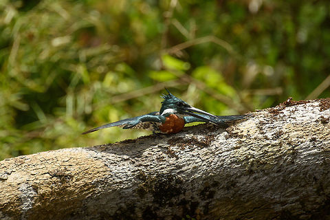 Ringed Kingfisher drying wings, In&iacute;rida river, Colombia Look at that enormous bill! Colombia,Fall,Geotagged,Guain&iacute;a,In&iacute;rida,Megaceryle torquata,Ringed Kingfisher,South America,World