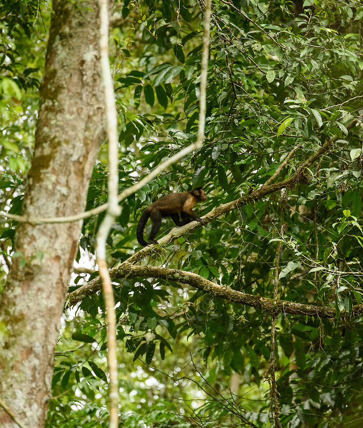Tufted capuchin, In&iacute;rida, Colombia One of very few mammals we ever saw on our trip. Cebus apella,Colombia,Guain&iacute;a,In&iacute;rida,Sapajus apella,South America,Tufted capuchin,World