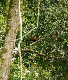 Tufted capuchin, Inírida, Colombia One of very few mammals we ever saw on our trip. Cebus apella,Colombia,Guainía,Inírida,Sapajus apella,South America,Tufted capuchin,World