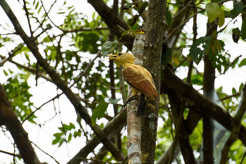 Cream-colored woodpecker - female, Inírida, Colombia This is the female, the male has a red marking on the cheek:
https://www.jungledragon.com/image/52637/cream-colored_woodpecker_-_male_inrida_colombia.html Celeus flavus,Colombia,Cream-colored woodpecker,Fall,Geotagged,Guainía,Inírida,South America,World