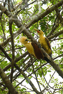 Cream-colored woodpecker - couple, Inírida, Colombia Lovely species of woodpecker. Where Colombia's woodpeckers are a maze of confusion due to the numerous look-a-like species, this one is listed in the book as "unlike anything else". Here's the male and female individually before they found each other's company. 

Female:
https://www.jungledragon.com/image/52635/cream-colored_woodpecker_-_female_inrida_colombia.html
Male (red marking on cheek):

https://www.jungledragon.com/image/52637/cream-colored_woodpecker_-_male_inrida_colombia.html Celeus flavus,Colombia,Cream-colored woodpecker,Fall,Geotagged,Guainía,Inírida,South America,World