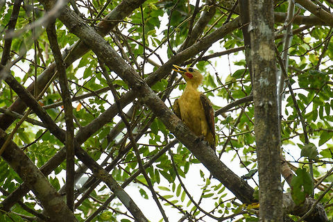 Cream-colored woodpecker - male, In&iacute;rida, Colombia This is the male, it can be recognized from the red marking on its cheek. Female nearby:
https://www.jungledragon.com/image/52635/cream-colored_woodpecker_-_female_inrida_colombia.html Celeus flavus,Colombia,Cream-colored woodpecker,Fall,Geotagged,Guain&iacute;a,In&iacute;rida,South America,World