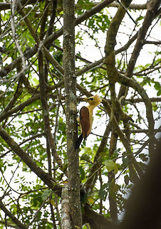 Cream-colored woodpecker - female - II, In&iacute;rida, Colombia  Celeus flavus,Colombia,Cream-colored woodpecker,Fall,Geotagged,Guain&iacute;a,In&iacute;rida,South America,World