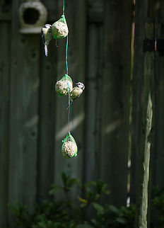 Triathlon Part of the feeding setup in our garden. Fat balls in summer? Yes, they love it and they do need the extra energy during the breeding season. On a side note, the reason I am putting out the food this way is because otherwise the raven will steal it away in a single snatch. Blue Tit,Cyanistes caeruleus,Heesch,Macro