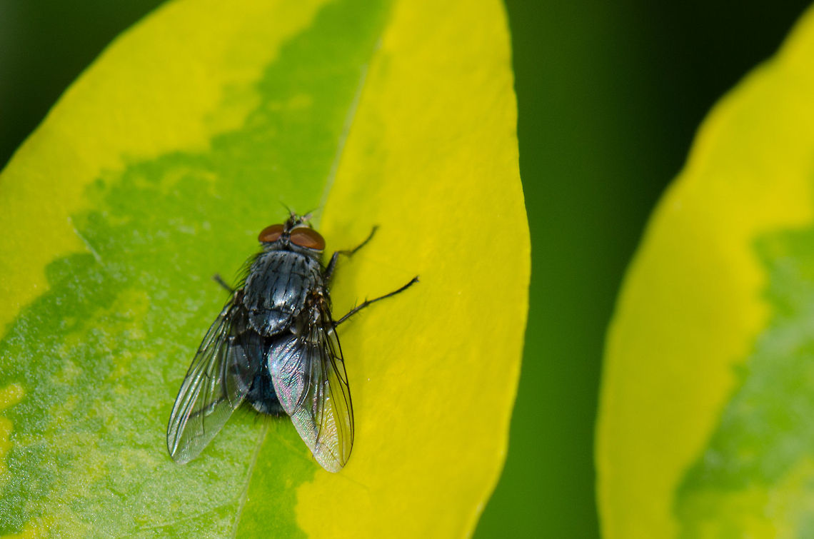 Blue bottle fly / bottlebee  Blue bottle fly,Calliphora vomitoria,Heesch,Macro