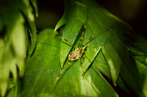 Opilio canestrinii As you can see, I found it hard to get its long legs into focus with such a shallow depth of field. Heesch,Macro,Opilio,Opilio canestrinii,Opiliones,Phalangiidae