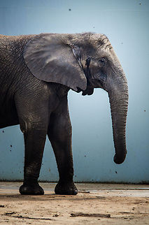 African elephant side view Captured at the Beekse Bergen safari park, outside. African bush elephant,Beekse bergen,Loxodonta africana