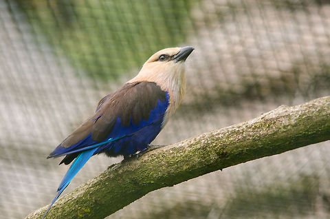 Blue-bellied Roller This is only the 2nd bird in the roller family to be introduced to JungleDragon. Quite a nice category of birds it is. Beekse bergen,Blue-bellied Roller,Coracias cyanogaster,Roller