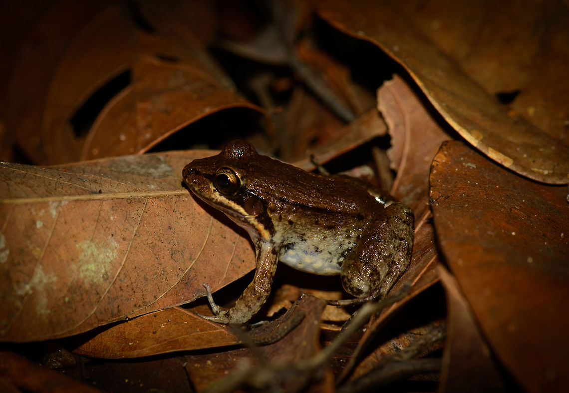 Brown Amphibian, Inírida, Colombia Kicking of our second night tour in Inírida. Which isn't really a thing there, so the team improvised. We went to a friended farmers land in the darkest night I've ever seen (milky way visible with the naked eye). There we visited a very dense and wet wooded area. Trees were so dense that I struggled every step as my tall body and bulky bag pack could not fit in between. The forest floor was mostly flooed, with only tiny patches of ground. <br />
<br />
One of the first finds was this pretty common looking frog, yet to be identified.<br />
<figure class="photo"><a href="https://www.jungledragon.com/image/52854/brown_amphibian_-_ii_inrida_colombia.html" title="Brown Amphibian - II, Inírida, Colombia"><img src="https://s3.amazonaws.com/media.jungledragon.com/images/2/52854_thumb.jpg?AWSAccessKeyId=05GMT0V3GWVNE7GGM1R2&Expires=1759968010&Signature=FAje7yN9Sj87wesNKHkOHIEwSNM%3D" width="200" height="134" alt="Brown Amphibian - II, Inírida, Colombia Kicking of our second night tour in Inírida. Which isn't really a thing there, so the team improvised. We went to a friended farmers land in the darkest night I've ever seen (milky way visible with the naked eye). There we visited a very dense and wet wooded area. Trees were so dense that I struggled every step as my tall body and bulky bag pack could not fit in between. The forest floor was mostly flooed, with only tiny patches of ground. <br />
<br />
One of the first finds was this pretty common looking frog, yet to be identified. Colombia,Guainía,Inírida,Leptodactylus riveroi,South America,World" /></a></figure> Colombia,Guainía,Inírida,Leptodactylus riveroi,South America,World