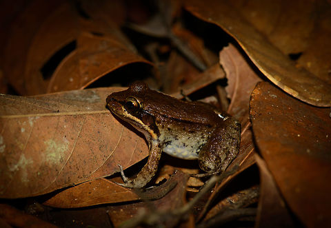 Leptodactylus riveroi