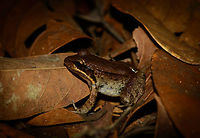 Brown Amphibian, Inírida, Colombia Kicking of our second night tour in Inírida. Which isn't really a thing there, so the team improvised. We went to a friended farmers land in the darkest night I've ever seen (milky way visible with the naked eye). There we visited a very dense and wet wooded area. Trees were so dense that I struggled every step as my tall body and bulky bag pack could not fit in between. The forest floor was mostly flooed, with only tiny patches of ground. <br />
<br />
One of the first finds was this pretty common looking frog, yet to be identified.<br />
https://www.jungledragon.com/image/52854/brown_amphibian_-_ii_inrida_colombia.html Colombia,Guainía,Inírida,Leptodactylus riveroi,South America,World