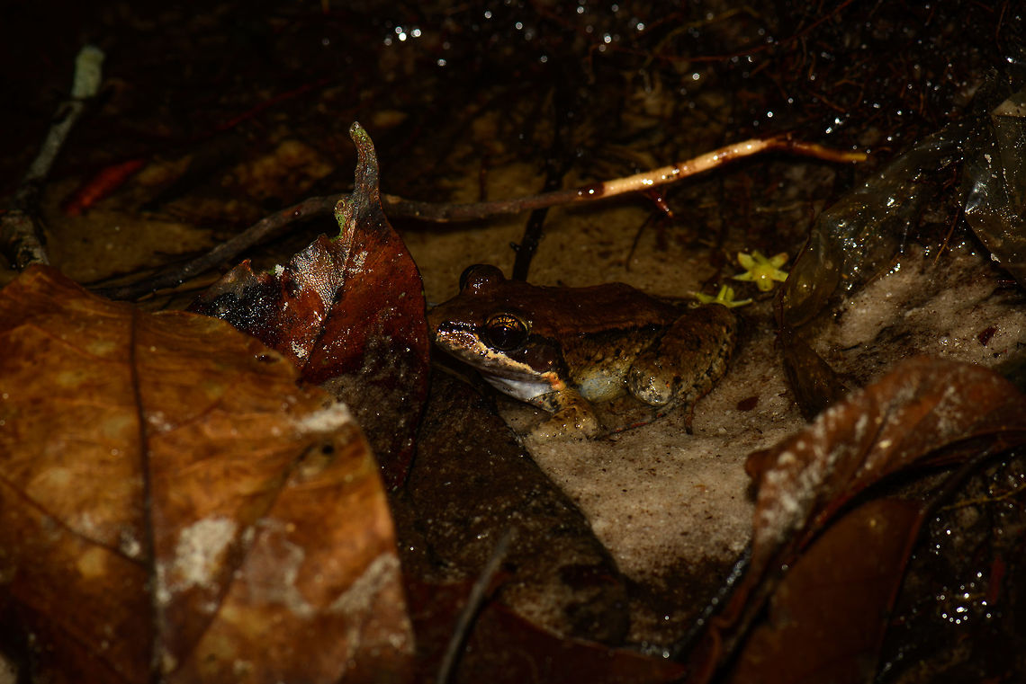 Brown Amphibian - II, Inírida, Colombia Kicking of our second night tour in Inírida. Which isn't really a thing there, so the team improvised. We went to a friended farmers land in the darkest night I've ever seen (milky way visible with the naked eye). There we visited a very dense and wet wooded area. Trees were so dense that I struggled every step as my tall body and bulky bag pack could not fit in between. The forest floor was mostly flooed, with only tiny patches of ground. <br />
<br />
One of the first finds was this pretty common looking frog, yet to be identified. Colombia,Guainía,Inírida,Leptodactylus riveroi,South America,World