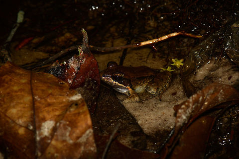 Brown Amphibian - II, Inírida, Colombia Kicking of our second night tour in Inírida. Which isn't really a thing there, so the team improvised. We went to a friended farmers land in the darkest night I've ever seen (milky way visible with the naked eye). There we visited a very dense and wet wooded area. Trees were so dense that I struggled every step as my tall body and bulky bag pack could not fit in between. The forest floor was mostly flooed, with only tiny patches of ground. 

One of the first finds was this pretty common looking frog, yet to be identified. Colombia,Guainía,Inírida,Leptodactylus riveroi,South America,World