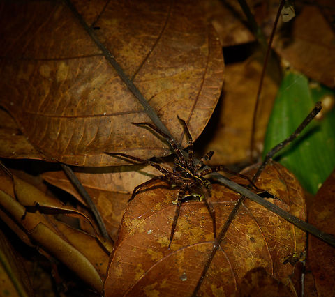 Centroctenus sp., In&iacute;rida, Colombia ID by Hubert H&ouml;fer.
Fairly small but a memorable appearance of deep black and yellow all over its abdomen and legs. Colombia,Guain&iacute;a,In&iacute;rida,South America,World