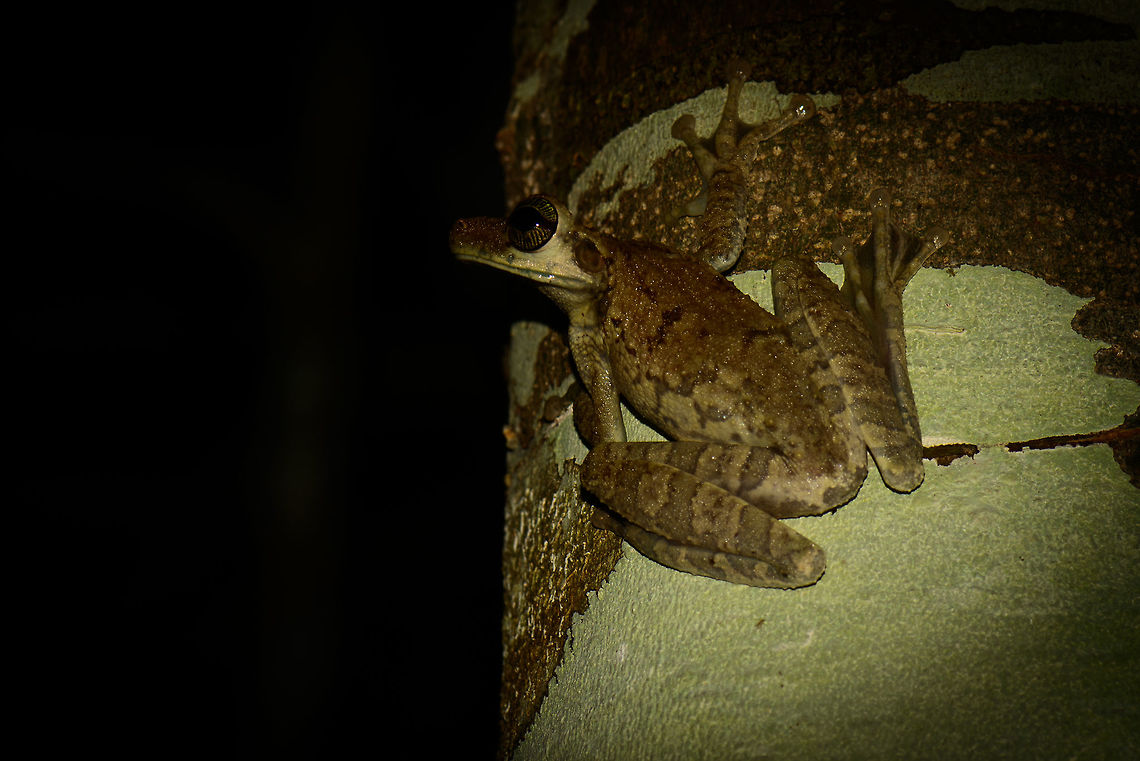 Tree frog at night, In&iacute;rida, Colombia Tall and slender, all-white under parts, brown/green pattern on its back. To be identified. Colombia,Guain&iacute;a,In&iacute;rida,Osteocephalus taurinus,South America,World