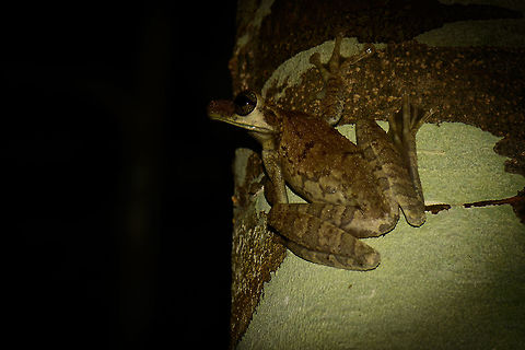 Tree frog at night, In&iacute;rida, Colombia Tall and slender, all-white under parts, brown/green pattern on its back. To be identified. Colombia,Guain&iacute;a,In&iacute;rida,Osteocephalus taurinus,South America,World