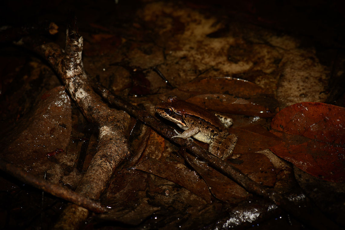 Brown Amphibian - III, Inírida, Colombia Likely the same species as seen earlier, yet a different spotting:<br />
<figure class="photo"><a href="https://www.jungledragon.com/image/52853/brown_amphibian_inrida_colombia.html" title="Brown Amphibian, In&iacute;rida, Colombia"><img src="https://s3.amazonaws.com/media.jungledragon.com/images/2/52853_thumb.jpg?AWSAccessKeyId=05GMT0V3GWVNE7GGM1R2&Expires=1759968010&Signature=bJ0UXDbVTOWjPvdUhV%2BFFEz8Mz0%3D" width="200" height="140" alt="Brown Amphibian, In&iacute;rida, Colombia Kicking of our second night tour in In&iacute;rida. Which isn&#039;t really a thing there, so the team improvised. We went to a friended farmers land in the darkest night I&#039;ve ever seen (milky way visible with the naked eye). There we visited a very dense and wet wooded area. Trees were so dense that I struggled every step as my tall body and bulky bag pack could not fit in between. The forest floor was mostly flooed, with only tiny patches of ground. <br />
<br />
One of the first finds was this pretty common looking frog, yet to be identified.<br />
https://www.jungledragon.com/image/52854/brown_amphibian_-_ii_inrida_colombia.html Colombia,Guain&iacute;a,In&iacute;rida,Leptodactylus riveroi,South America,World" /></a></figure> Colombia,Guainía,Inírida,Leptodactylus riveroi,South America,World