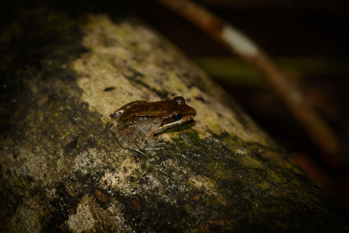 Tiny brown amphibian, In&iacute;rida, Colombia Found at night. Colombia,Guain&iacute;a,In&iacute;rida,South America,World
