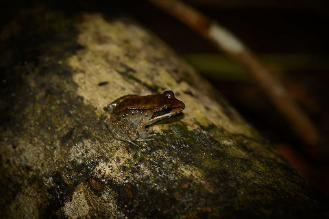 Tiny brown amphibian, In&iacute;rida, Colombia Found at night. Colombia,Guain&iacute;a,In&iacute;rida,South America,World