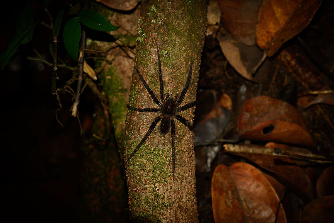Huge black spider in tree, Inírida, Colombia My advise stands: do not ever lean on trees in the jungle, and definitely not at night. Colombia,Guainía,Inírida,South America,World