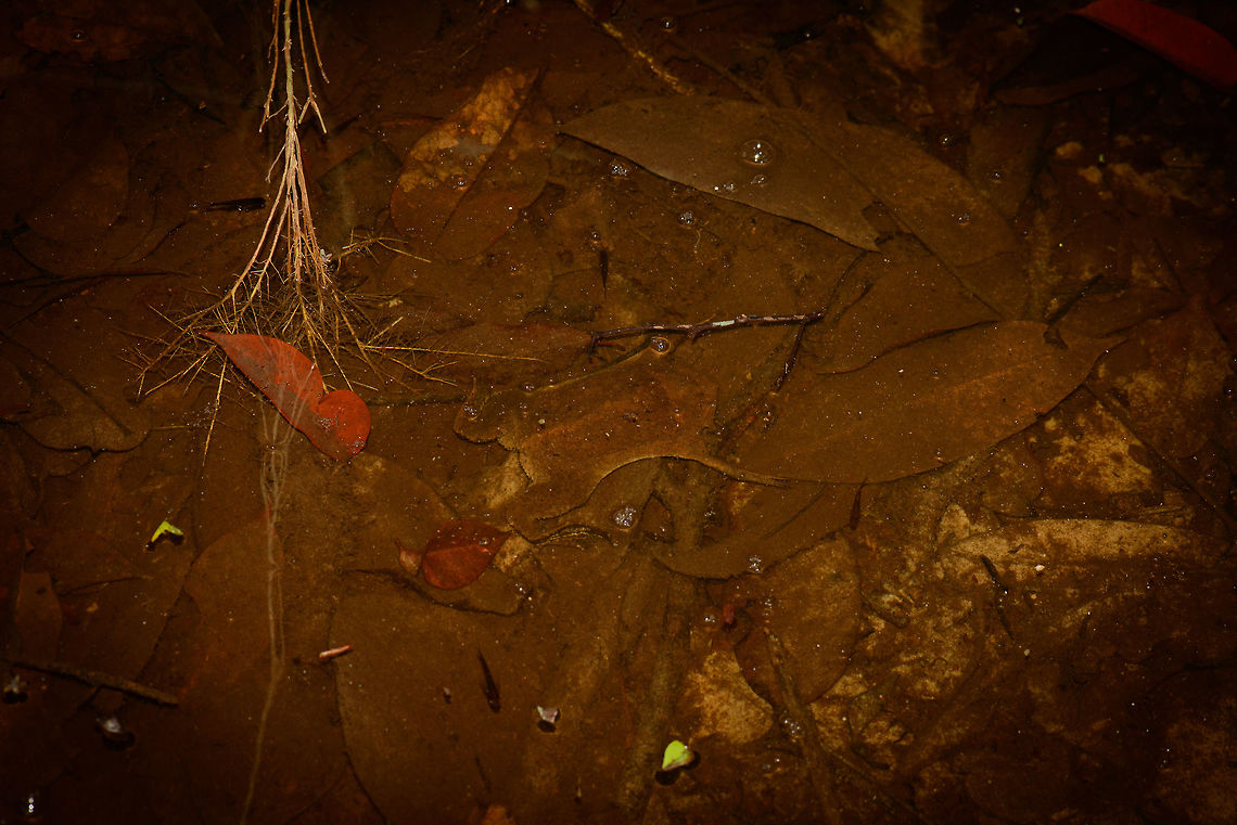 Suriname toad, Inírida, Colombia This is a personal favorite, an unexpected jewel of a species we found as we were struggling the path of a dense forest in the pitch black night. In this flooded forest, dead leafs fall in the water, covering the floor. But one of these leafs is not dead, instead it&#039;s a bizarre type of amphibian called the Suriname Toad. <br />
<br />
It is remarkable in its appearance which is almost as flat as a leaf. To support the ability to be this flat, it has no tongue or teeth. An even more mind-blowing fact about this species is that females develop their young directly inside the skin of their own back, shown in this video:<br />
<section class="video"><iframe width="448" height="282" src="https://www.youtube-nocookie.com/embed/mZ7b4spjXhw?hd=1&autoplay=0&rel=0" frameborder="0" allowfullscreen></iframe></section><br />
<br />
Closeup shot with added contrast to see more body detail:<br />
<br />
<figure class="photo"><a href="https://www.jungledragon.com/image/52866/suriname_toad_-_closeup_inrida_colombia.html" title="Suriname toad - closeup, In&iacute;rida, Colombia"><img src="https://s3.amazonaws.com/media.jungledragon.com/images/2/52866_thumb.jpg?AWSAccessKeyId=05GMT0V3GWVNE7GGM1R2&Expires=1759968010&Signature=ZErZ8WyJnPbFce6K3xrBvz3Sn6Q%3D" width="200" height="134" alt="Suriname toad - closeup, In&iacute;rida, Colombia This is a personal favorite, an unexpected jewel of a species we found as we were struggling the path of a dense forest in the pitch black night. In this flooded forest, dead leafs fall in the water, covering the floor. But one of these leafs is not dead, instead it&#039;s a bizarre type of amphibian called the Suriname Toad. <br />
<br />
It is remarkable in its appearance which is almost as flat as a leaf. To support the ability to be this flat, it has no tongue or teeth. An even more mind-blowing fact about this species is that females develop their young directly inside the skin of their own back, shown in this video:<br />
https://www.youtube.com/watch?v=mZ7b4spjXhw Colombia,Common Suriname toad,Guain&iacute;a,In&iacute;rida,Pipa pipa,South America,World" /></a></figure><br />
PS: we poked it slightly with a small twig, and it very much was alive. Colombia,Guainía,Inírida,Pipa pipa,South America,World