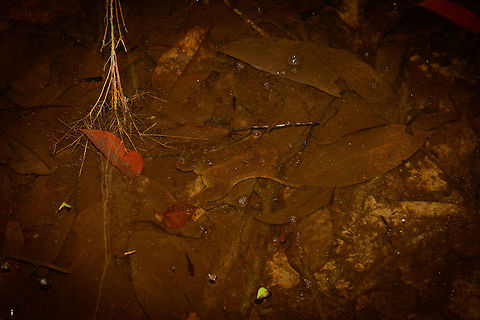 Suriname toad, Inírida, Colombia This is a personal favorite, an unexpected jewel of a species we found as we were struggling the path of a dense forest in the pitch black night. In this flooded forest, dead leafs fall in the water, covering the floor. But one of these leafs is not dead, instead it's a bizarre type of amphibian called the Suriname Toad. 

It is remarkable in its appearance which is almost as flat as a leaf. To support the ability to be this flat, it has no tongue or teeth. An even more mind-blowing fact about this species is that females develop their young directly inside the skin of their own back, shown in this video:
https://www.youtube.com/watch?v=mZ7b4spjXhw

Closeup shot with added contrast to see more body detail:

https://www.jungledragon.com/image/52866/suriname_toad_-_closeup_inrida_colombia.html
PS: we poked it slightly with a small twig, and it very much was alive. Colombia,Guainía,Inírida,Pipa pipa,South America,World