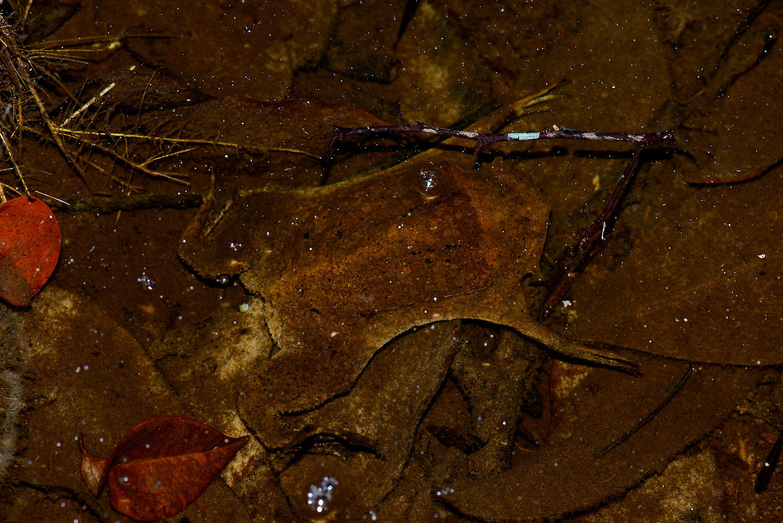 Suriname toad - closeup, In&iacute;rida, Colombia This is a personal favorite, an unexpected jewel of a species we found as we were struggling the path of a dense forest in the pitch black night. In this flooded forest, dead leafs fall in the water, covering the floor. But one of these leafs is not dead, instead it's a bizarre type of amphibian called the Suriname Toad. <br />
<br />
It is remarkable in its appearance which is almost as flat as a leaf. To support the ability to be this flat, it has no tongue or teeth. An even more mind-blowing fact about this species is that females develop their young directly inside the skin of their own back, shown in this video:<br />
<section class="video"><iframe width="448" height="282" src="https://www.youtube-nocookie.com/embed/mZ7b4spjXhw?hd=1&autoplay=0&rel=0" frameborder="0" allowfullscreen></iframe></section> Colombia,Common Suriname toad,Guain&iacute;a,In&iacute;rida,Pipa pipa,South America,World
